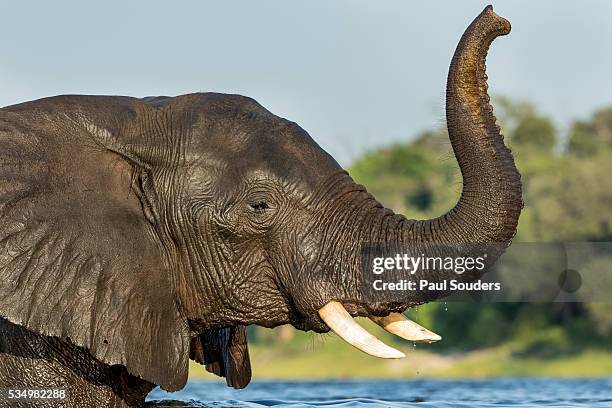 african elephant in chobe river, chobe national park, botswana - animal nose stock pictures, royalty-free photos & images