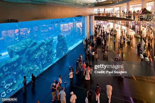 dubai mall aquarium, dubai, uae - dubai mall stock pictures, royalty-free photos & images