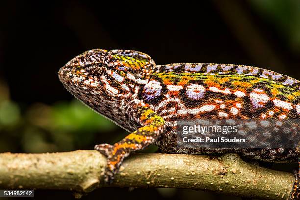 chameleon, andasibe-mantadia national park, madagascar - madagascar stock-fotos und bilder