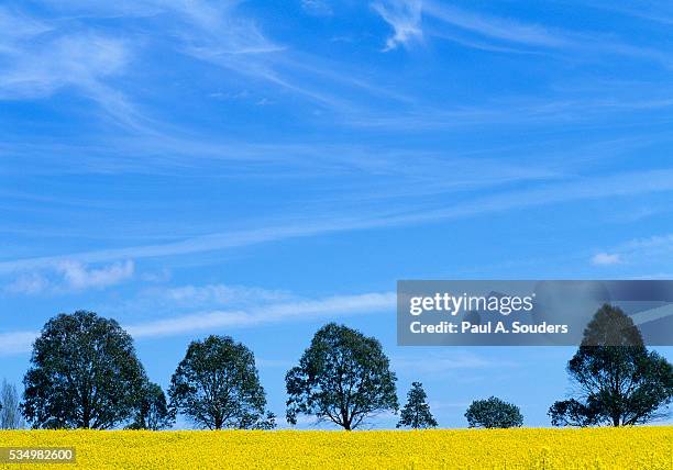 field of bright yellow mustard seed - mustard seed tree stock pictures, royalty-free photos & images