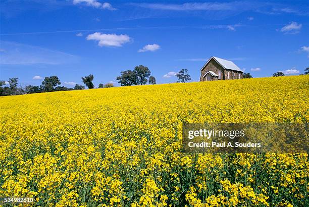 field of mustard seed and farmhouse - mustard seed tree stock pictures, royalty-free photos & images