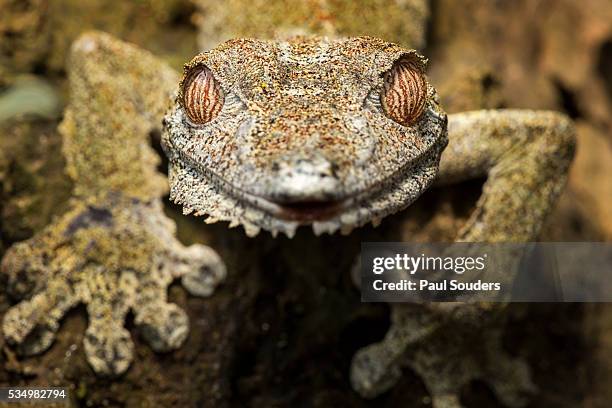 leaf gecko, madagascar - uroplatus sikorae stock pictures, royalty-free photos & images