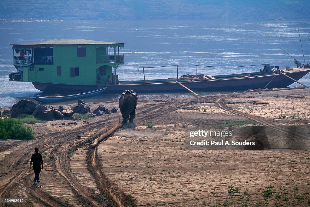 Elephant Dragging Log to Boat on the Mekong River