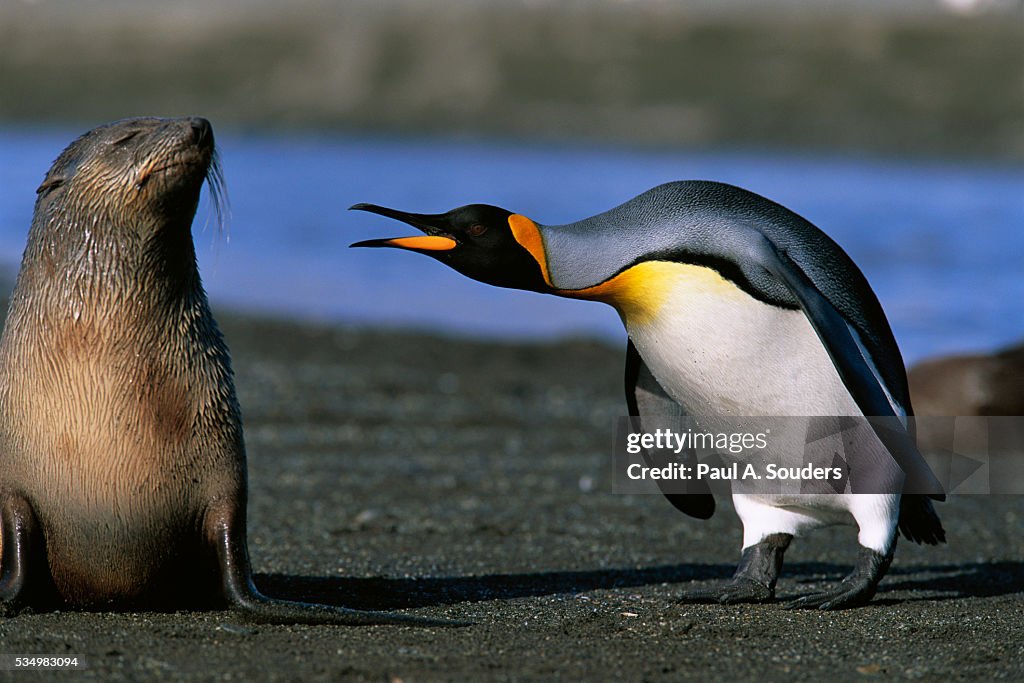 King Penguin Confronting Unconcerned Fur Seal