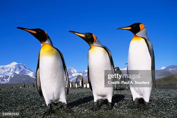 trio of king penguins - st andrew's bay stock pictures, royalty-free photos & images