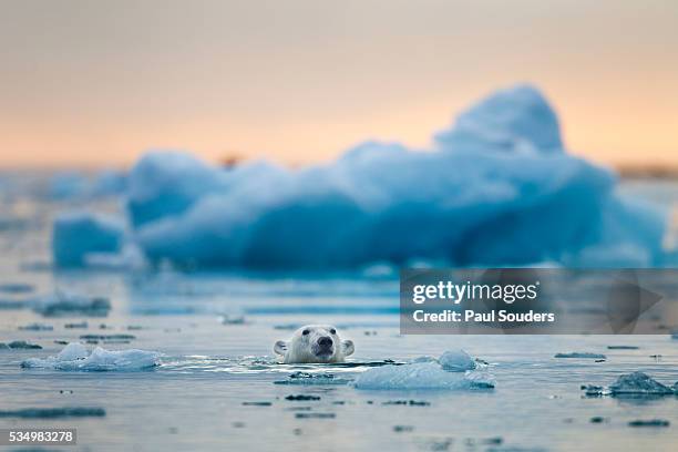 polar bear, svalbard, norway - sole di mezzanotte foto e immagini stock