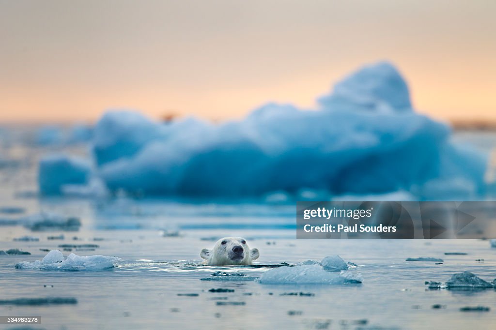 Polar Bear, Svalbard, Norway