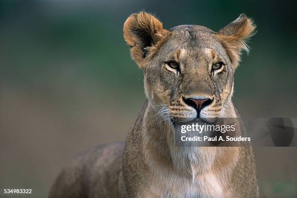 lioness in masai mara national reserve - 雌ライオン ストックフォトと画像