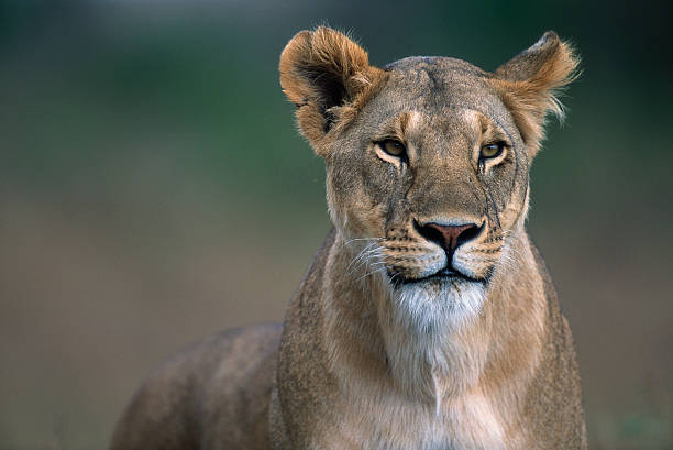 Lioness Photos Photos And Premium High Res Pictures Getty Images lioness-photos-photos-and-premium-high-res-pictures-getty-images