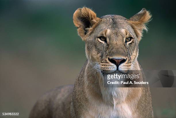 lioness in masai mara national reserve - female animal stock pictures, royalty-free photos & images