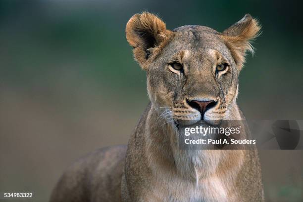 lioness in masai mara national reserve - lioness feline stock pictures, royalty-free photos & images