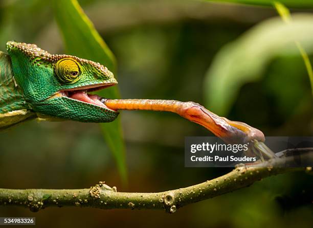 parsons chameleon, madagascar - chameleon tongue foto e immagini stock