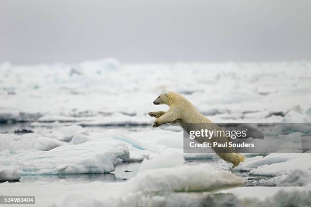 polar bear, svalbard, norway - animals hunting stock pictures, royalty-free photos & images