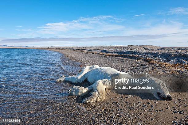 dead polar bear, svalbard, norway - blue bear stock-fotos und bilder