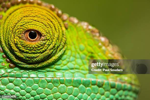 parsons chameleon, madagascar - east african chameleon stock-fotos und bilder