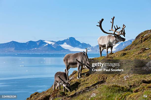 reindeer, svalbard, norway - rentier stock-fotos und bilder