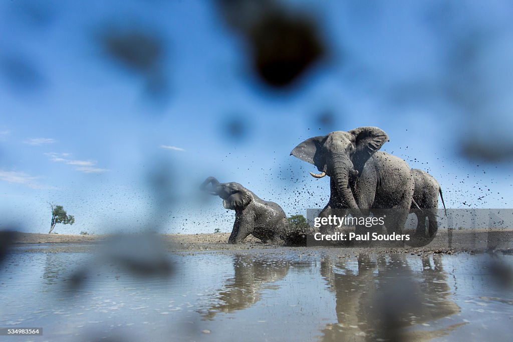 Bull Elephants, Chobe National Park, Botswana