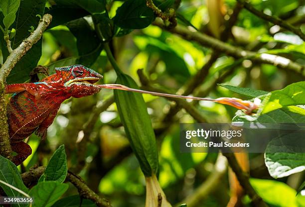 panther chameleon, madagasdar - chameleon tongue ストックフォトと画像