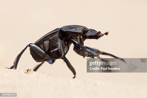 dung beetle, nxai pan national park, botswana - scarabee stockfoto's en -beelden