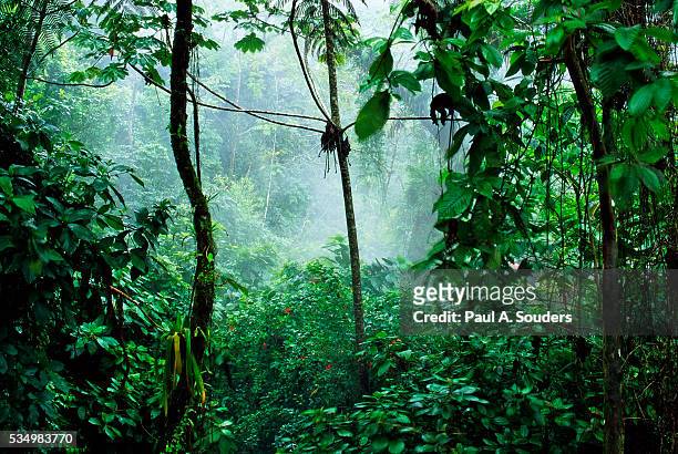 mist rising in rainforest - 熱帶雨林 個照片及圖片檔