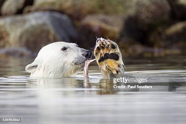 polar bear, svalbard, norway - polar bear stock pictures, royalty-free photos & images