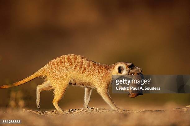 meerkat carrying yearling in mouth - suricate photos et images de collection