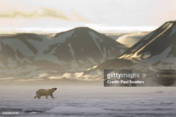 polar bear, svalbard, norway - svalbard stock pictures, royalty-free photos & images