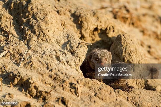 dwarf mongoose. chobe national park, botswana - savuti reserve stock pictures, royalty-free photos & images