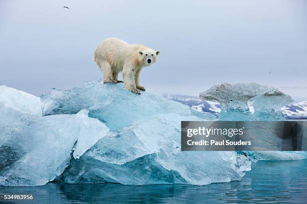 polar bear, svalbard, norway - endangered animals fotografías e imágenes de stock