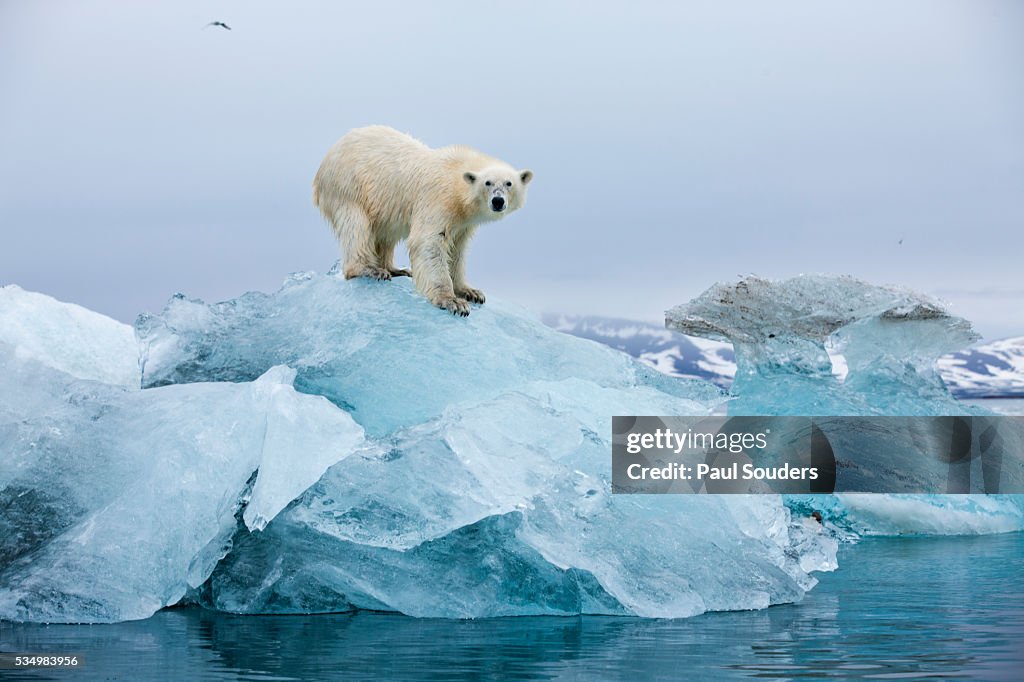 Polar Bear, Svalbard, Norway