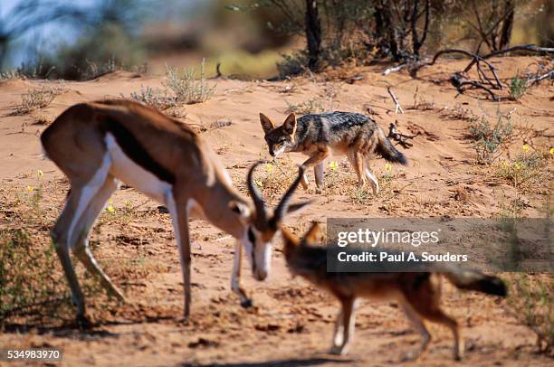 springbok fending off blackbacked jackals - stalking stock pictures, royalty-free photos & images