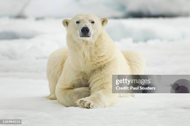 polar bear, svalbard, norway - oso polar fotografías e imágenes de stock