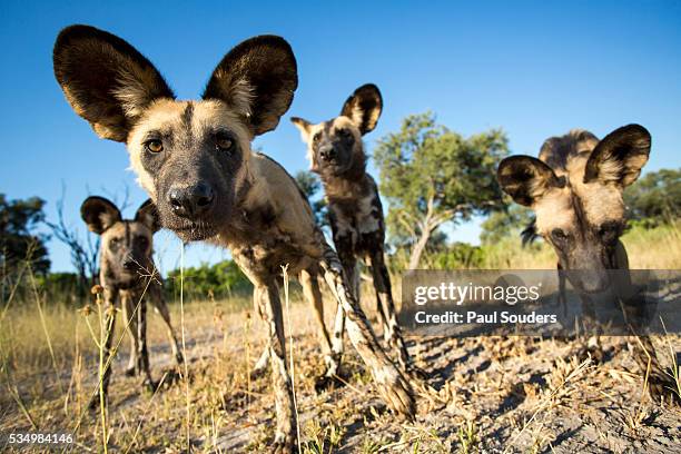 wild dogs, moremi game reserve, botswana - wildhund stock-fotos und bilder