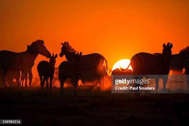 plains zebra, makgadikgadi pans national park, botswana - plains zebra bildbanksfoton och bilder
