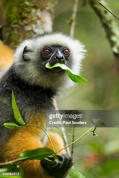 diademed sifaka, andasibe-mantadia national park, madagascar - madagascar stock-fotos und bilder