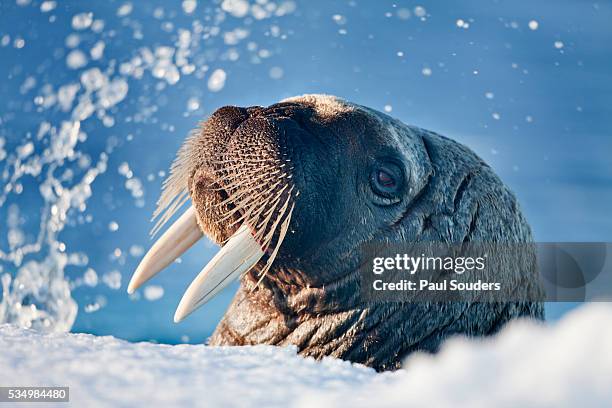 walrus, svalbard, norway - stoßzahn stock-fotos und bilder