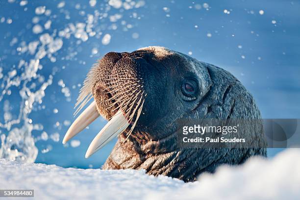 walrus, svalbard, norway - pinnipedia stock pictures, royalty-free photos & images