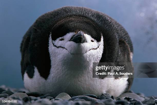 chinstrap penguin resting on deception island in antarctica - chinstrap penguin fotografías e imágenes de stock