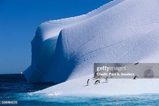 gentoo and chinstrap penguins on iceberg - chinstrap penguin stockfoto's en -beelden