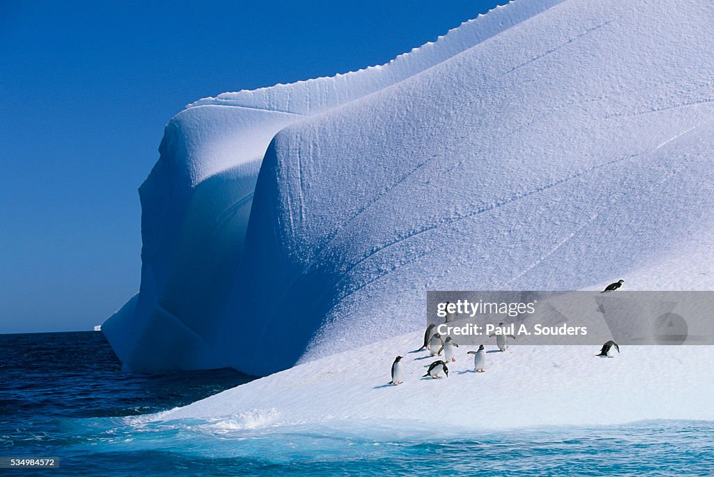 Gentoo and Chinstrap Penguins on Iceberg