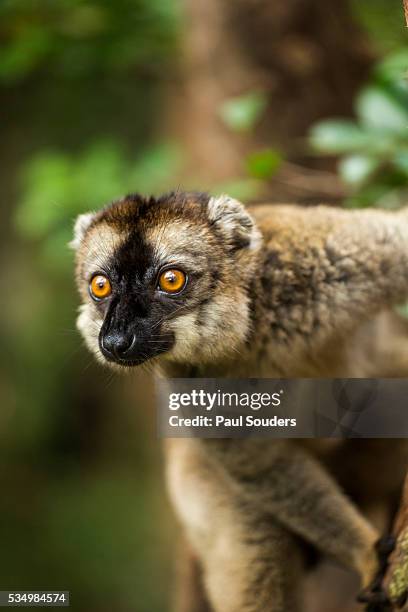 common brown lemur, madagascar - mantadia national park stock pictures, royalty-free photos & images