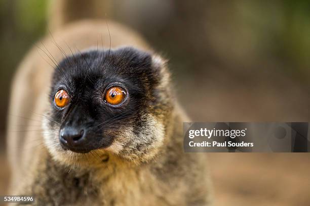 common brown lemur, madagascar - mantadia national park stock pictures, royalty-free photos & images
