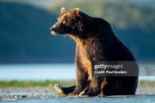 brown bear, katmai national park, alaska - blue bear stock-fotos und bilder