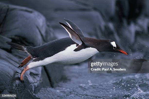 gentoo penguin jumping into surf on livingston island - penguin stock pictures, royalty-free photos & images