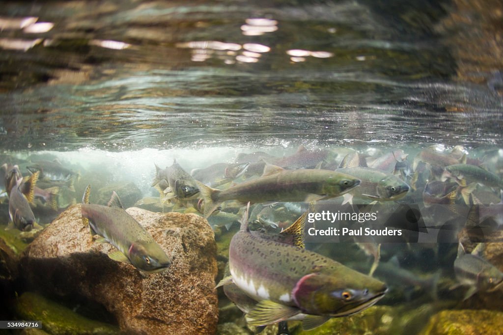 Spawning Salmon, Katmai National Park, Alaska