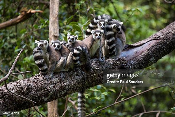 ring-tailed lemurs, isalo national park, madagascar - lemur stock-fotos und bilder