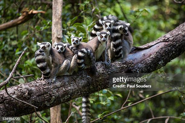ring-tailed lemurs, isalo national park, madagascar - lemur stockfoto's en -beelden