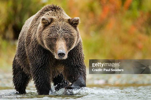 brown bear, katmai national park, alaska - bears stock pictures, royalty-free photos & images