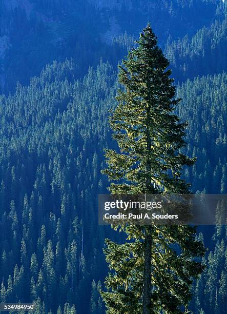 douglas fir in mount rainier national park - douglas fir stock pictures, royalty-free photos & images