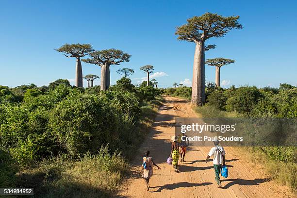 allee des baobabs, madagascar - baobab trees madagascar stock pictures, royalty-free photos & images